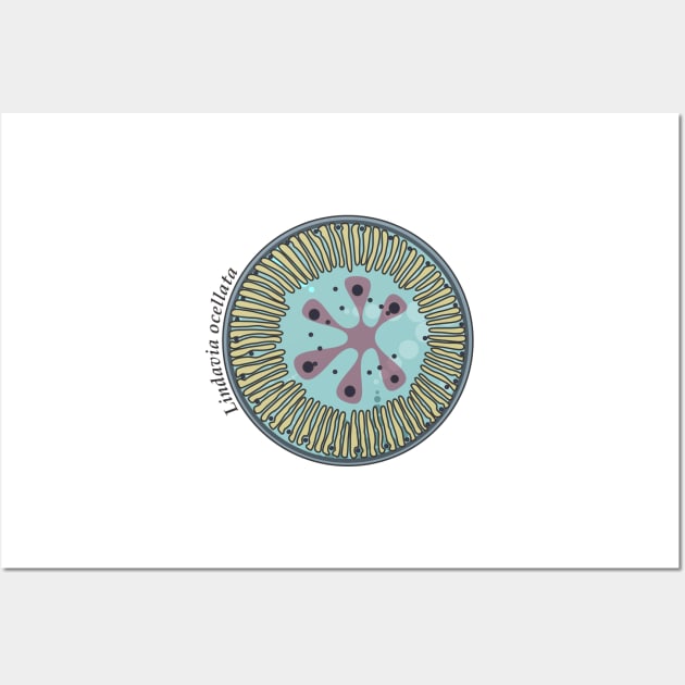 Diatom - Lindavia ocellata (scientific) Wall Art by DiatomsATTACK